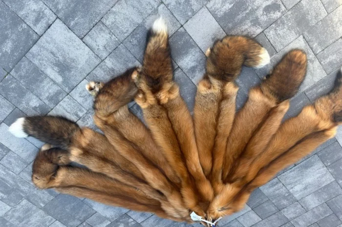 Шкурки финской лисицы Голд Фокс- фото № 2