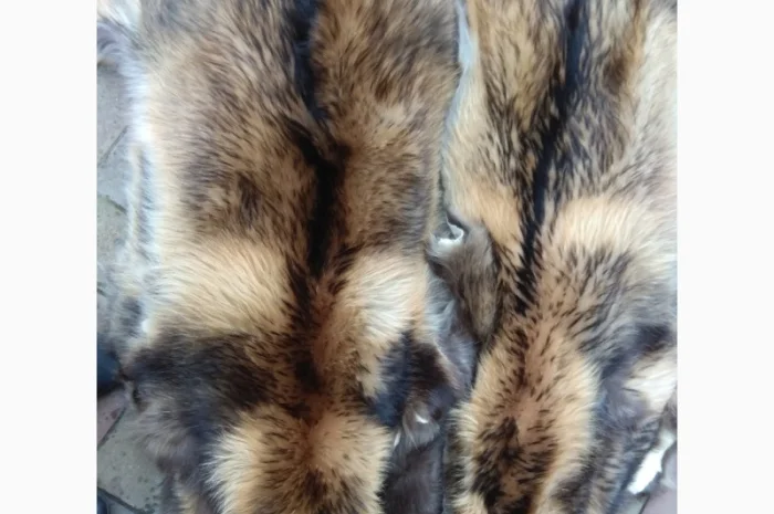 Продаются шкурки Финского енота- фото № 1
