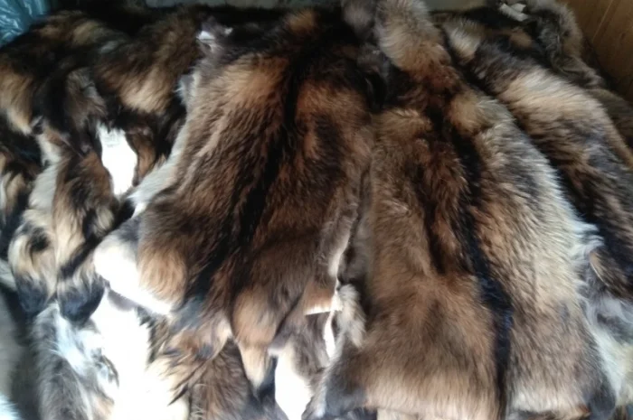 Продаются шкурки Финского енота- фото № 2