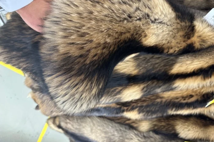 Продаются шкурки Финского енота- фото № 4