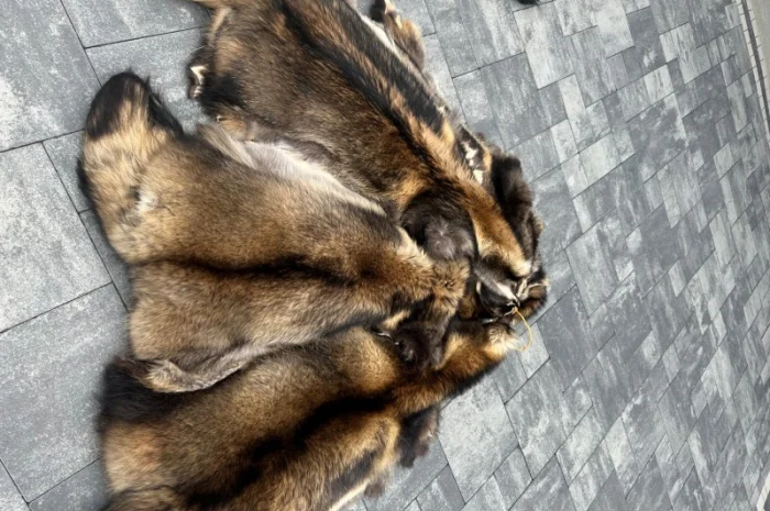 Продаются шкурки Финского енота- фото № 5