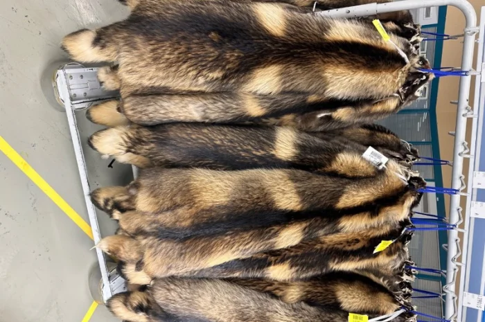 Продаются шкурки Финского енота- фото № 6