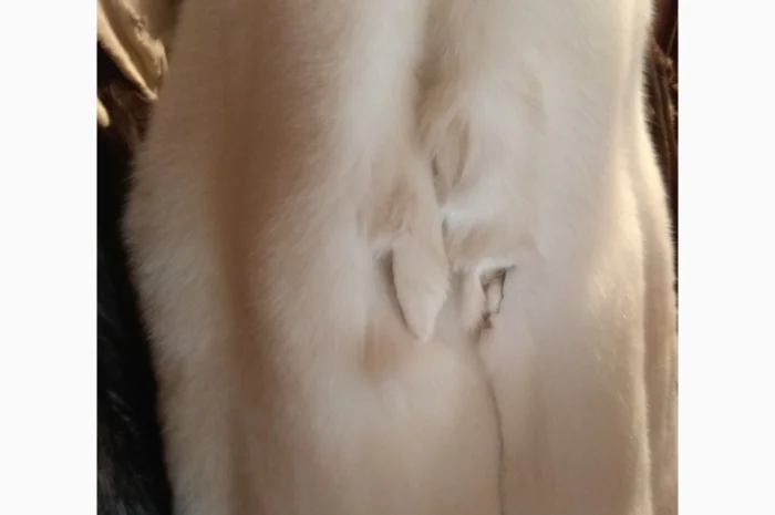 Продам шкурки Фінського білого песця (альбінос)- фото № 1