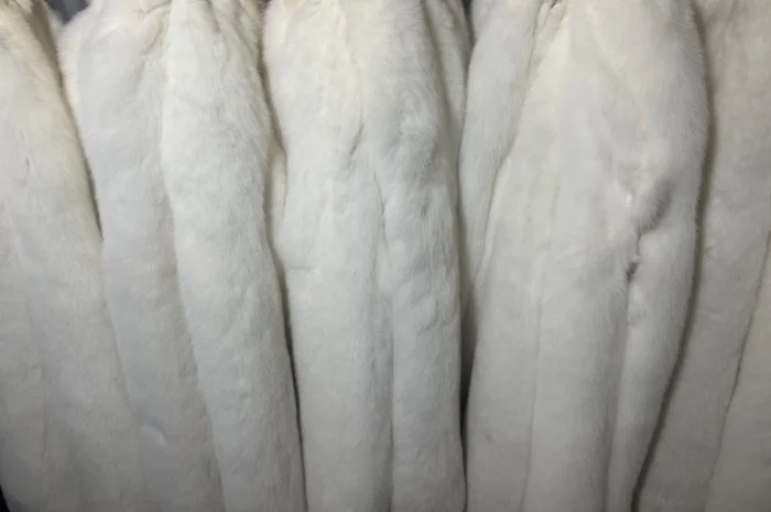 Продам шкурки Фінського білого песця (альбінос)- фото № 2