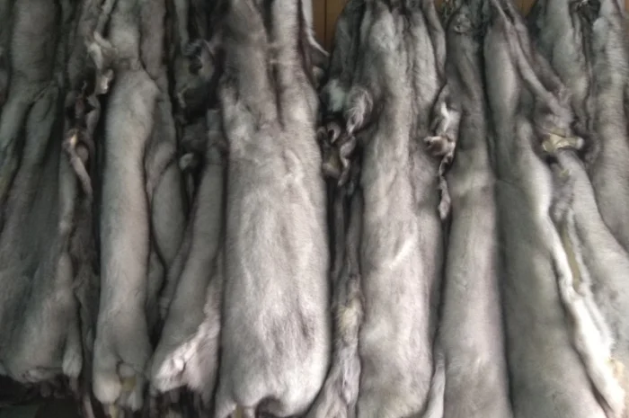 Продаются шкурки польского песца- фото № 1