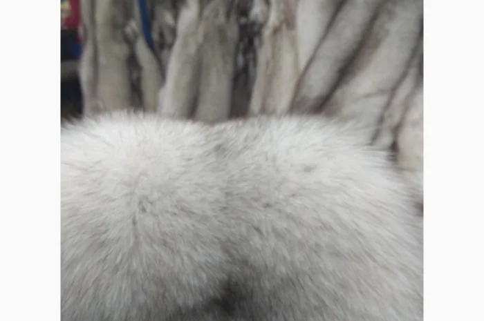 Продаются шкурки польского песца- фото № 2