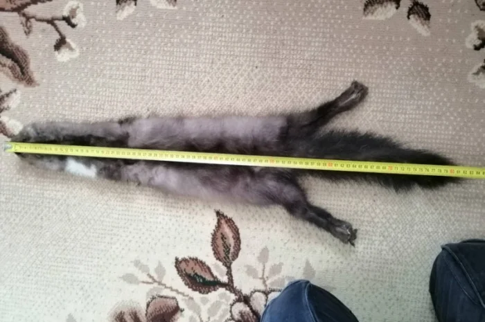 Купую шкури хутра куниці та інших тварин- фото № 2