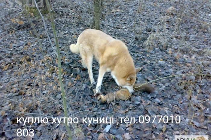 Куплю шкуру куницы, лисицы, бобра и других животных- фото № 1