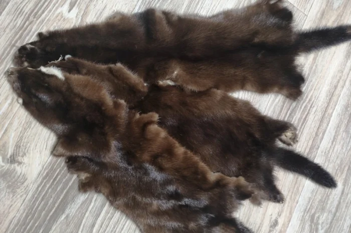 Продам шкуры дикой норки- фото № 1