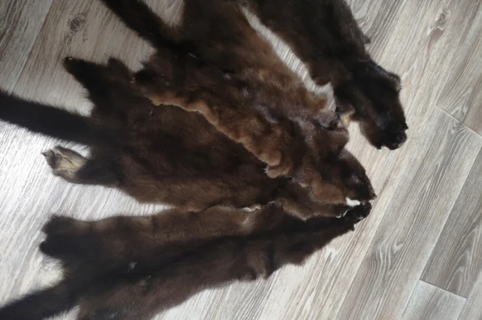 Продам шкуры дикой норки- фото № 2