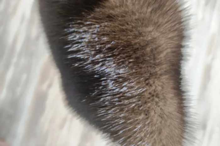 Продам шкуры дикой норки- фото № 3