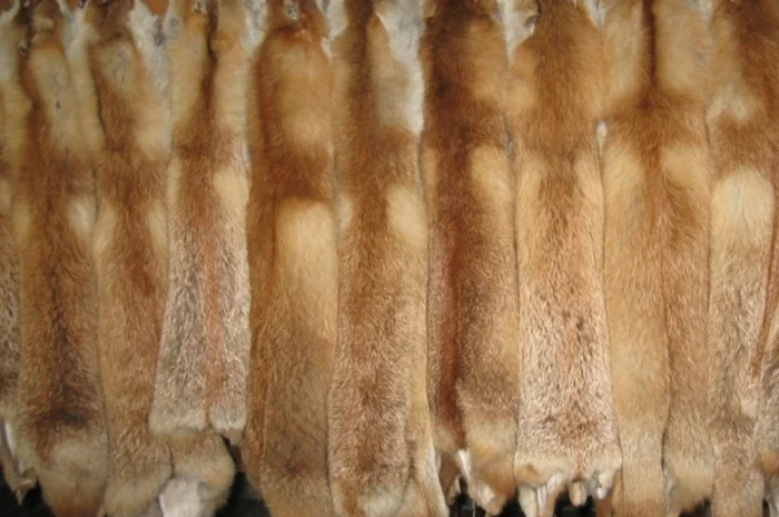 Продам шкіри лисиці, норки, видри і багато інших- фото № 1