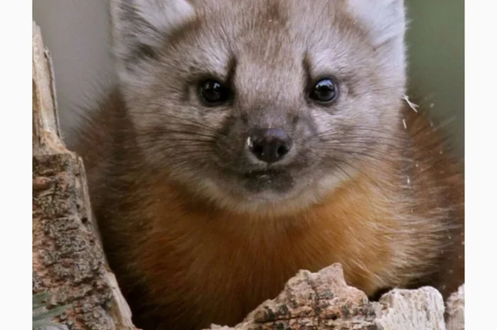 Куплю Шкури Дорого- фото № 1