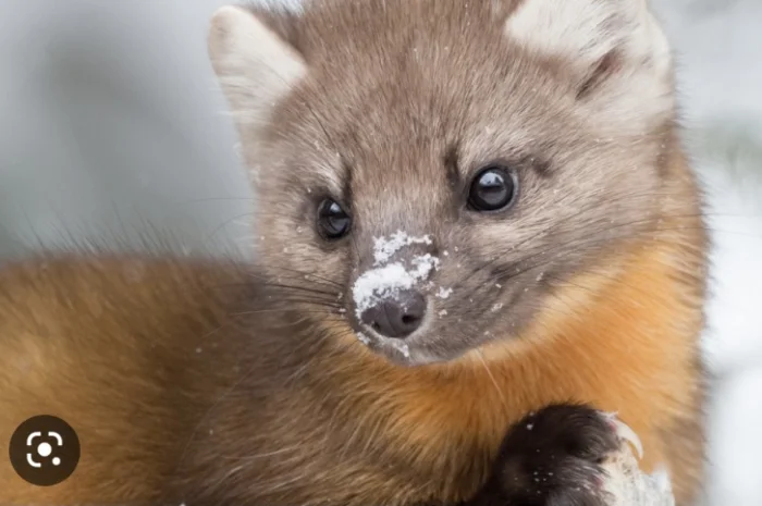 Купимо шкіри Єнота, Куниці та лиса- фото № 1