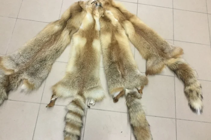 Шкуры лисы- фото № 4