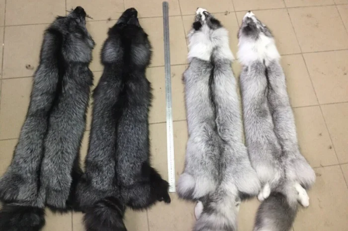 Шкуры лисы- фото № 2