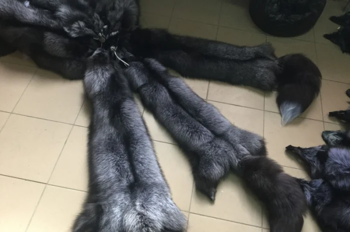 Шкуры чернобурки- фото № 2