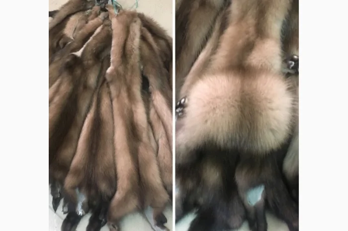 Шкуры куницы- фото № 8