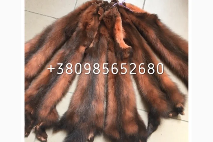 Шкуры куницы- фото № 5