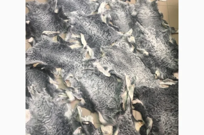 Шкуры мех каракуля- фото № 4