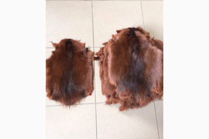 Шкуры и мех: ондатра и натуральный мех- фото № 2