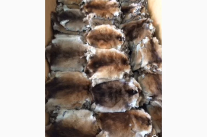 Шкуры и мех: ондатра и натуральный мех- фото № 8