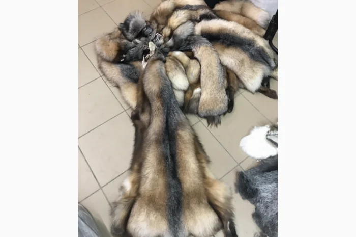 Шкуры натурального меха блюфроста- фото № 14