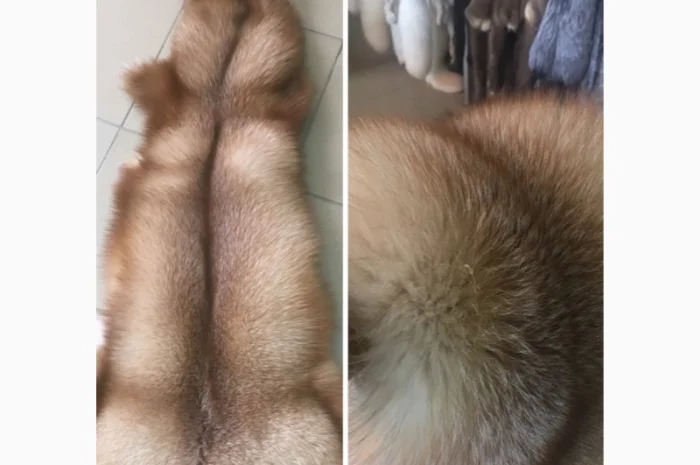 Шкуры мех блюфроста- фото № 2