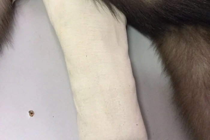 Выделка, Выченка, окраска, покраска натурального меха- фото № 2