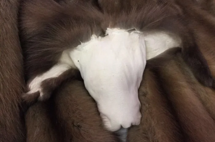 Выделка, Выченка, окраска, покраска натурального меха- фото № 3