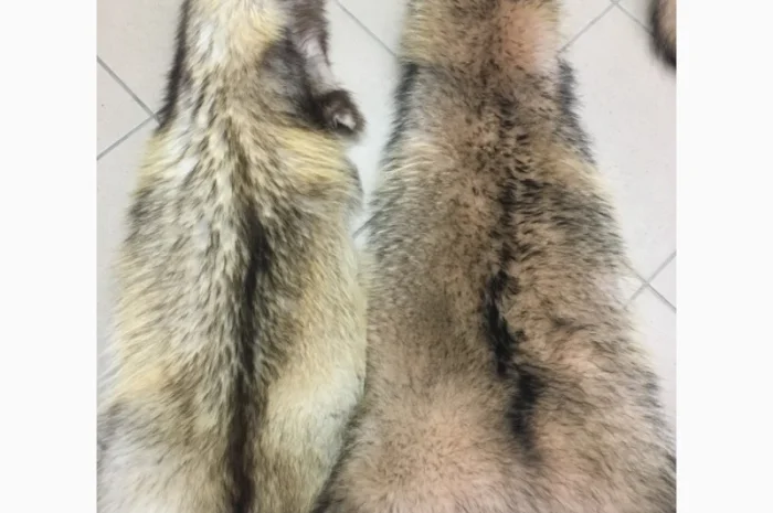 Шкуры мех енота- фото № 7