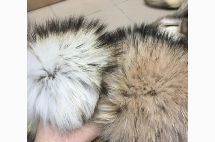 Шкуры мех енота- фото № 5