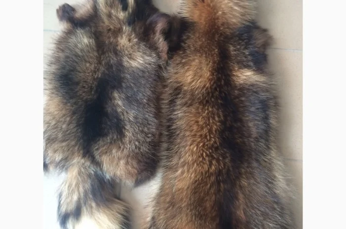 Шкуры мех енота- фото № 17