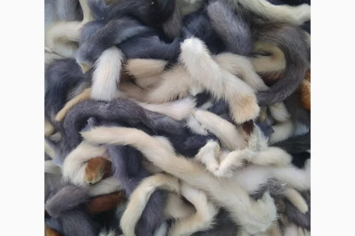 Продам хвосты норки, ченобурки, песца, блюфроста, куницы, енота, лис- фото № 12