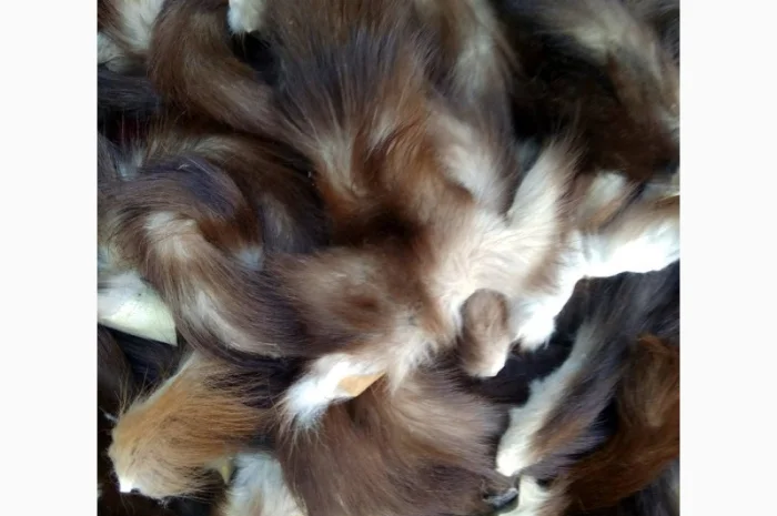 Продам хвосты норки, ченобурки, песца, блюфроста, куницы, енота, лис- фото № 3