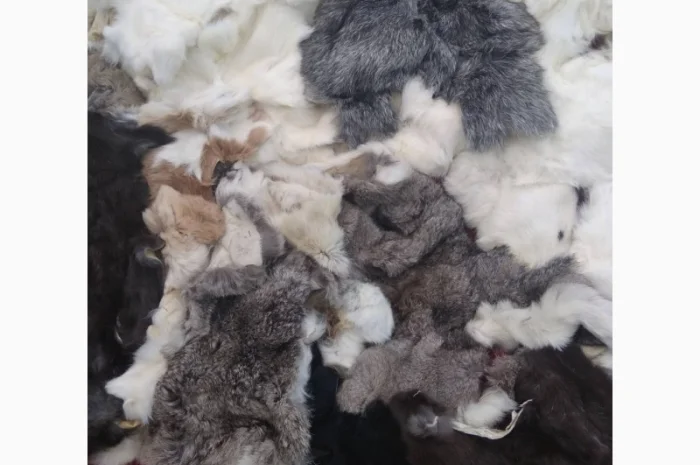 Продам хвосты норки, ченобурки, песца, блюфроста, куницы, енота, лис- фото № 6