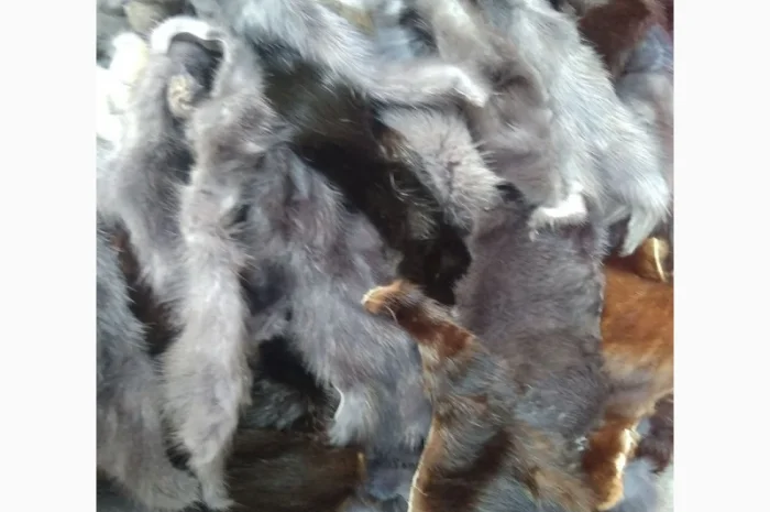 Продам хвосты норки, ченобурки, песца, блюфроста, куницы, енота, лис- фото № 7