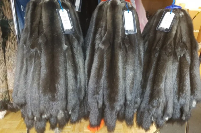 Продаю мех шкурки соболя баргизинского, тортор, золотого вычиненные, шубные наборы- фото № 2