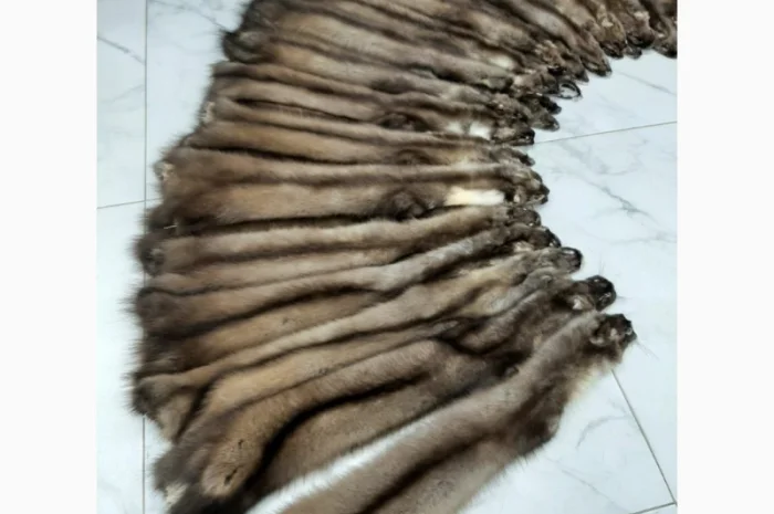 Куплю шкурки куниці- фото № 1