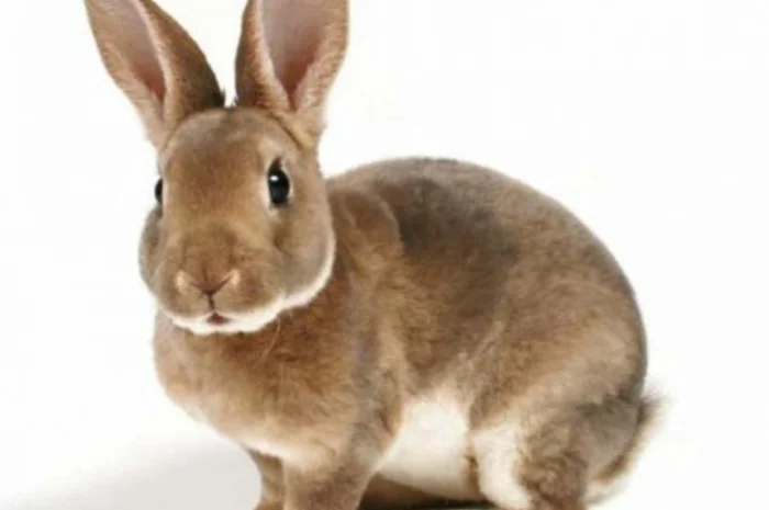 Куплю шкурку кроля- фото № 1