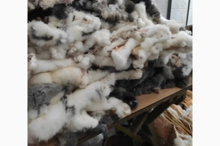 Куплю кролячу шкурку- фото № 1