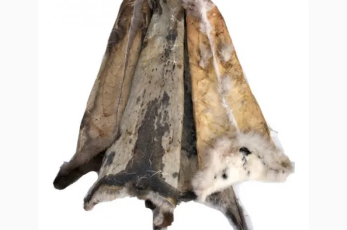 Куплю шкіри кроля- фото № 1