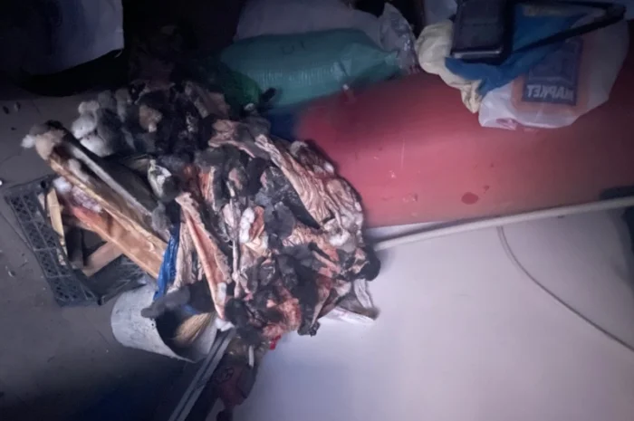 Куплю шкіри кроля- фото № 3