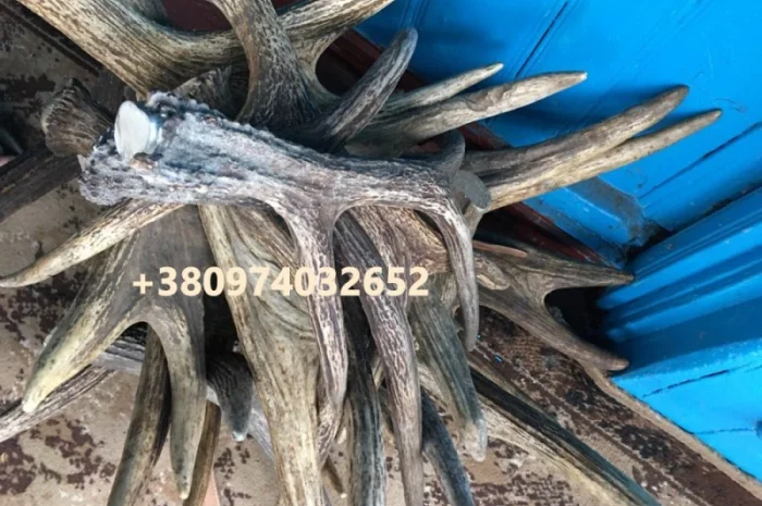 Куплю рога лося- фото № 2