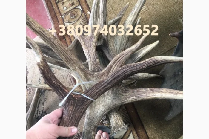 Куплю рога лося- фото № 3