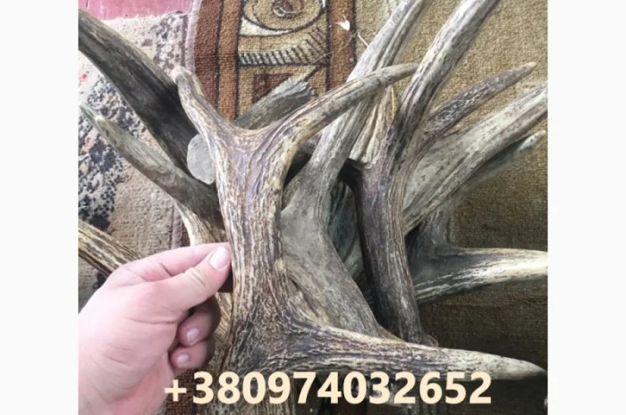 Куплю рога лося- фото № 4