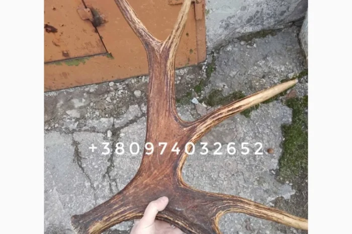 Куплю рога лося- фото № 1