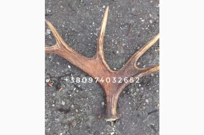 Куплю рога лося- фото № 5