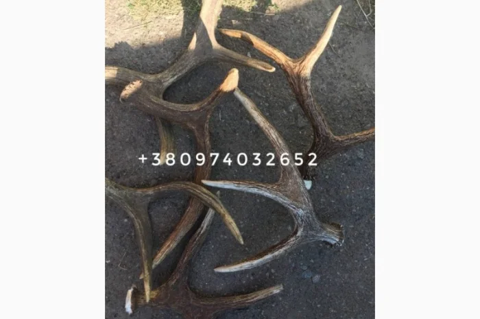 Куплю рога лося- фото № 6
