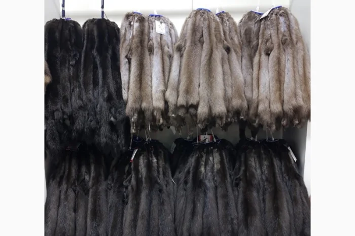 Продам шкуры куницы- фото № 1